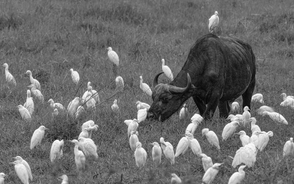 african buffalo tarangire